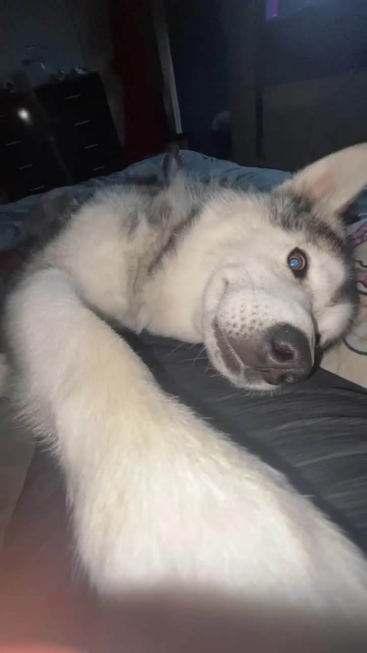 Siberian Husky dogs for sale: Charlie  - Video 2
