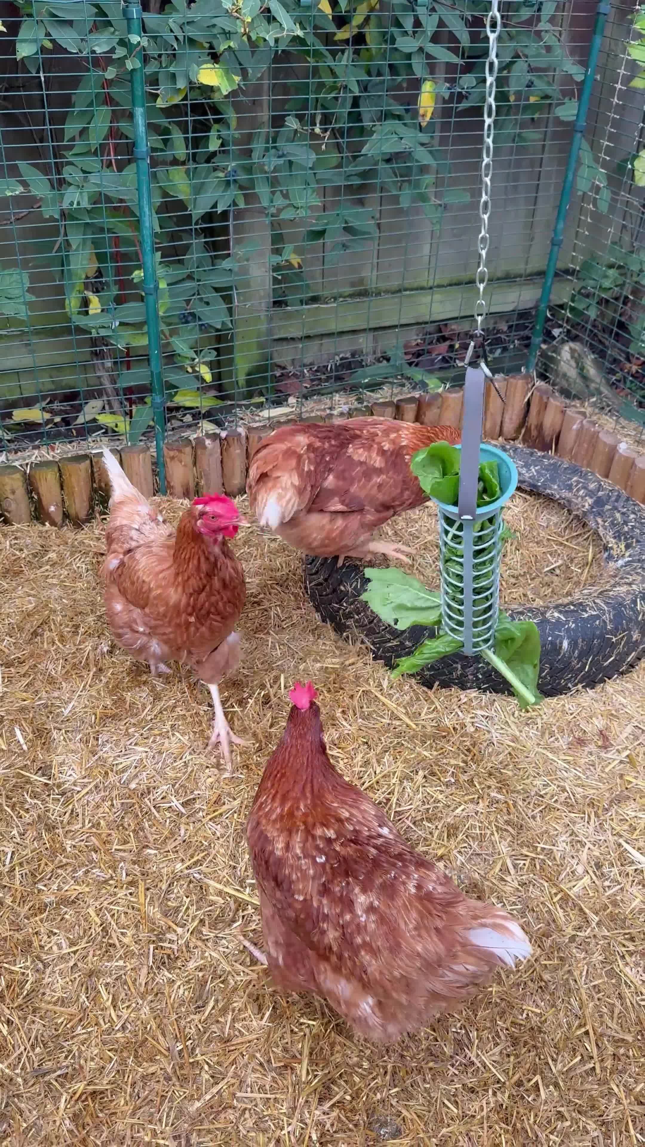 Chickens poultry for sale: 3x hens free (Eglu and run £300) - Video 1