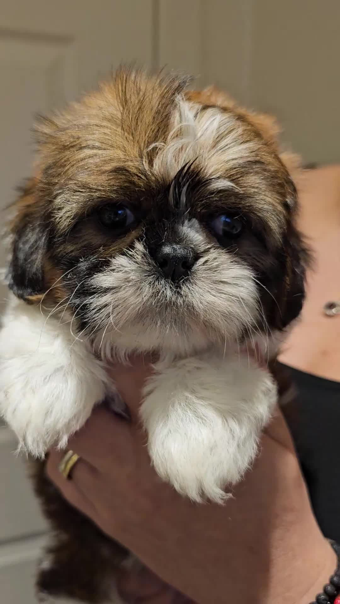 Shih Tzu dogs for sale:  💞 QUALITY STANDARD SHIH TZU 💕 - Video 3