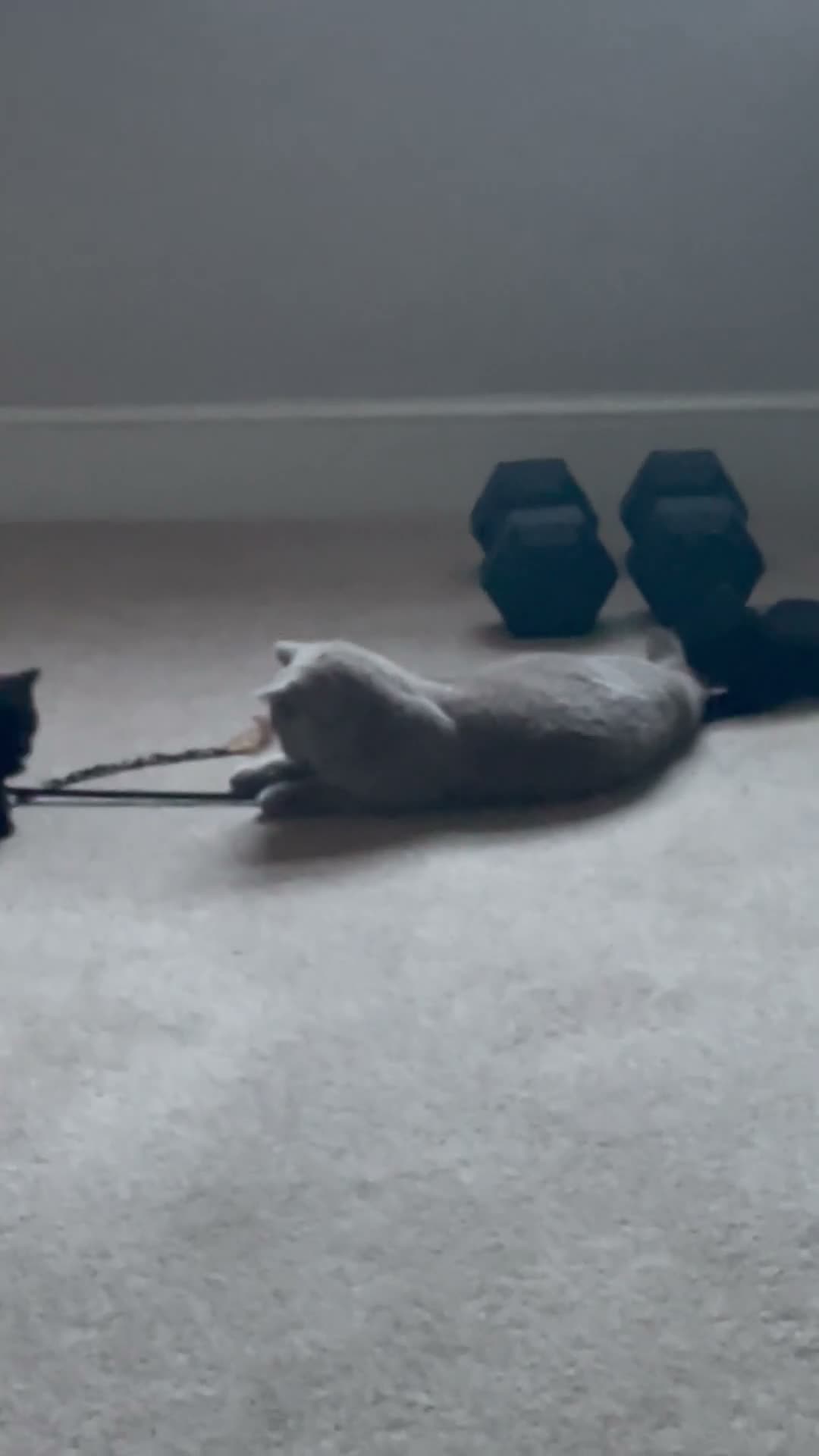 Mixed Breed cats for sale: Mixed black British shorthair kittens in Wareham - Video 1
