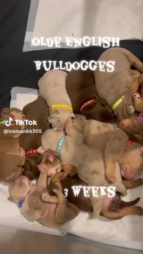 Olde English Bulldogge dogs for sale: Olde English Bulldogs - Video 1