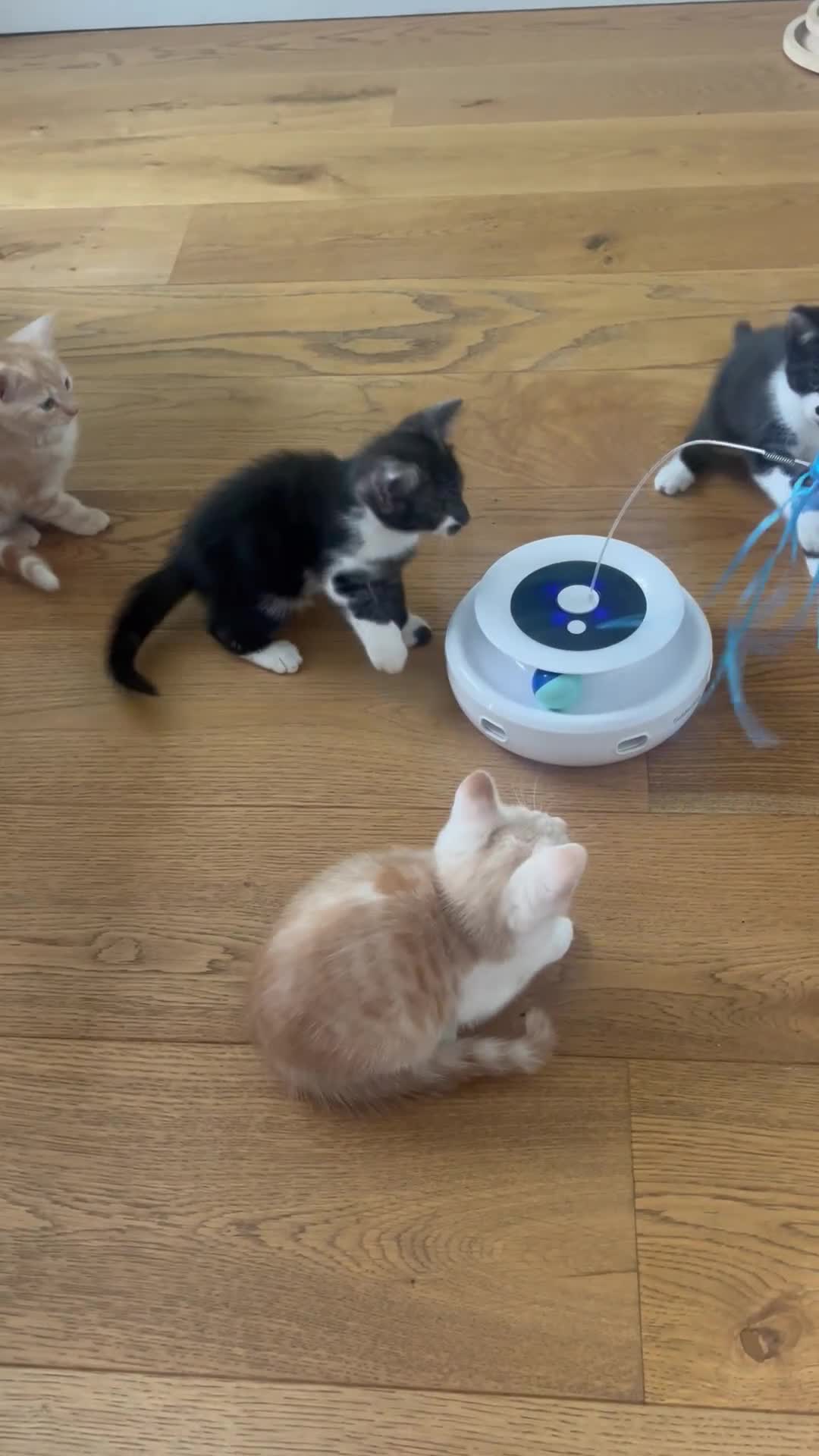 Mixed Breed cats for sale: Lovely playful kittens  - Video 1