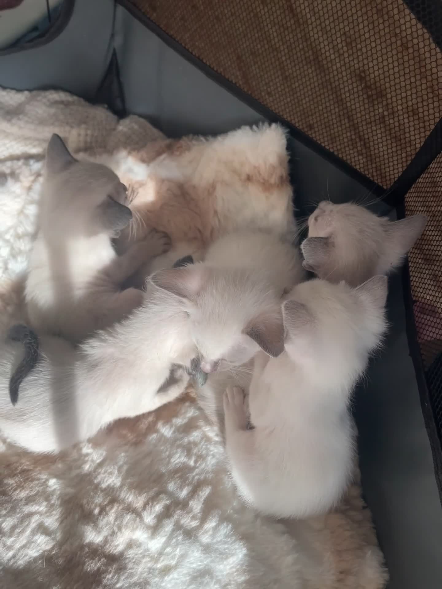 Siamese cats for sale: Traditional Siamese Kittens – 5 Available in Llanelli - Video 1