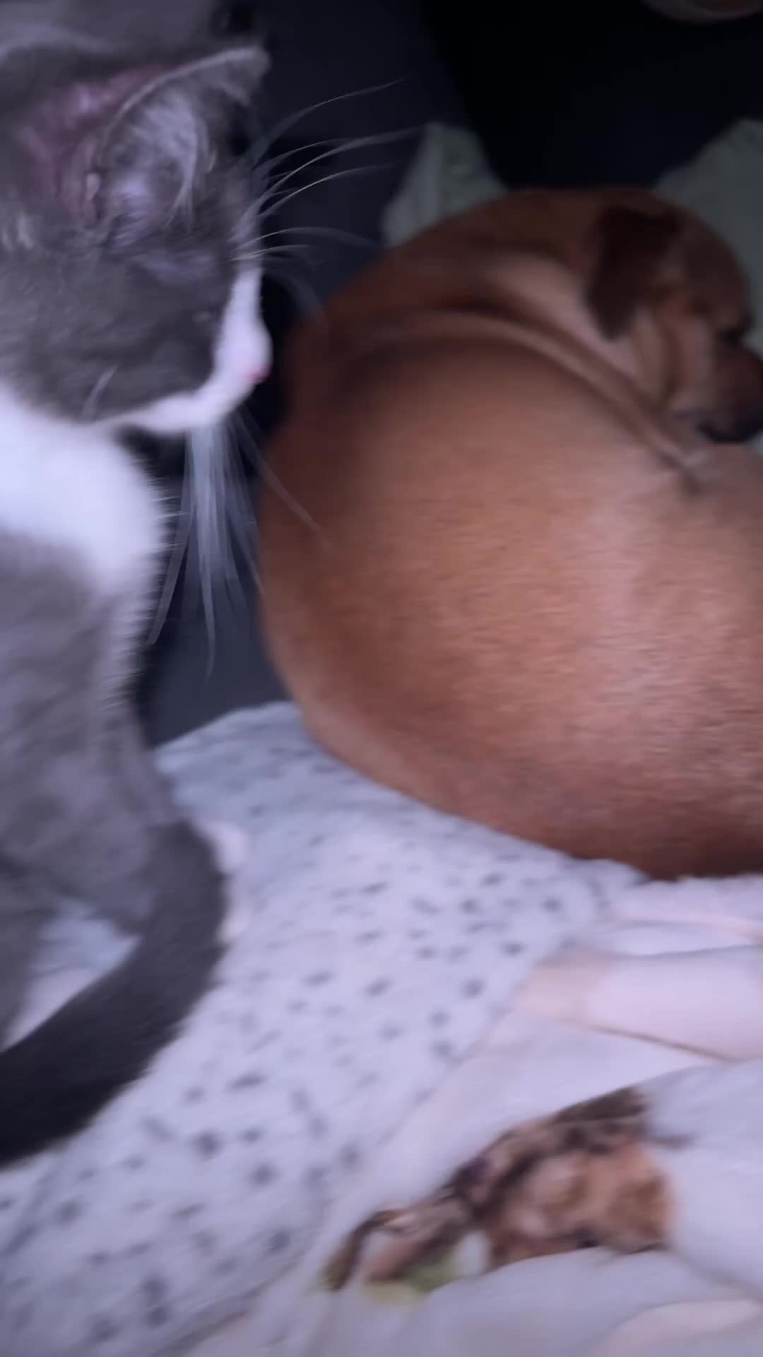 Mixed Breed cats for sale: One male kitten left  - Video 3