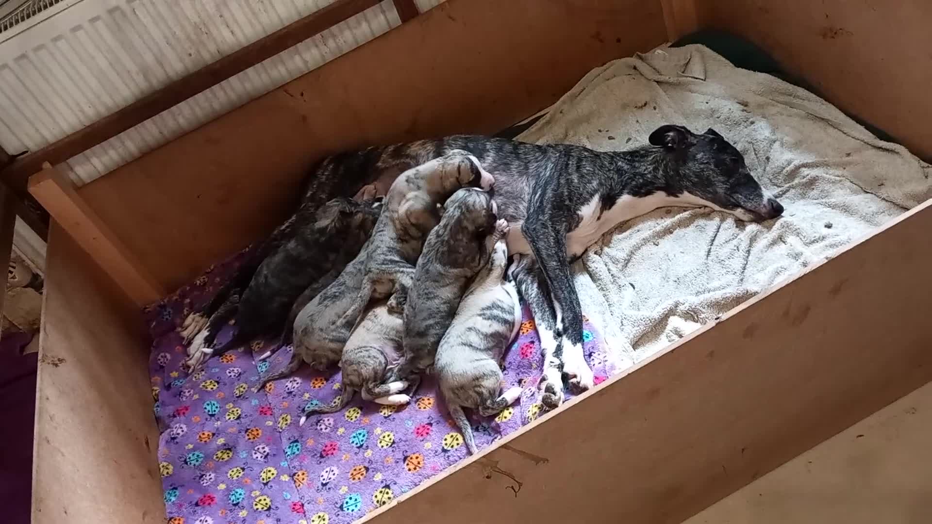 Whippet dogs for sale: Top Class Whippet Puppies bred from Champions - Video 2