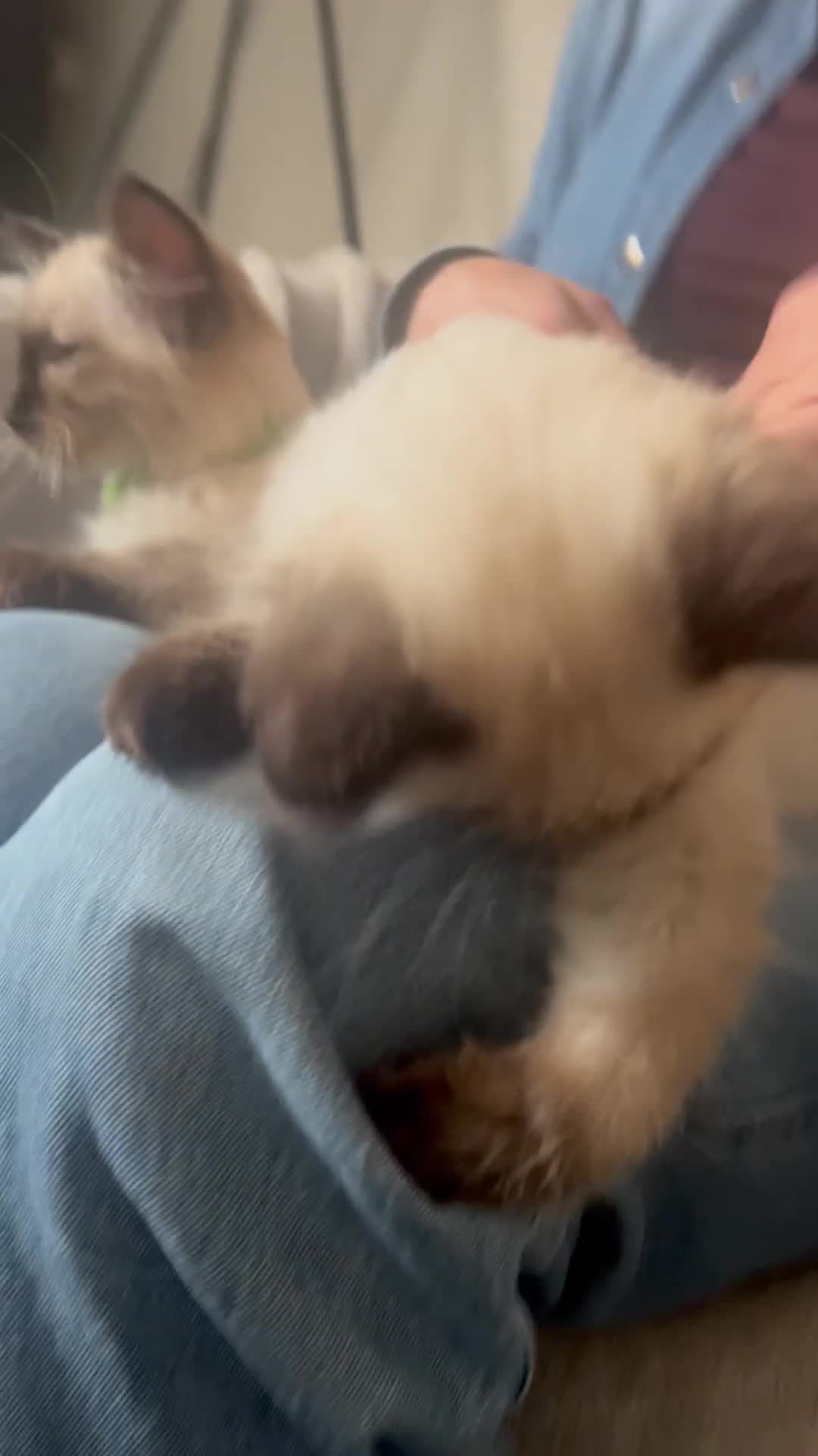 Ragdoll cats for sale: 1 LOVING RAGDOLL BOY is WAITING FOR LOVING HOME - Video 2