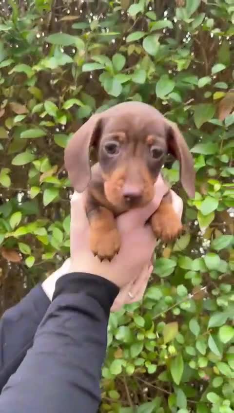Miniature Dachshund dogs for sale:  Isabella & chocolate & tan Miniature dachshunds  - Video 2