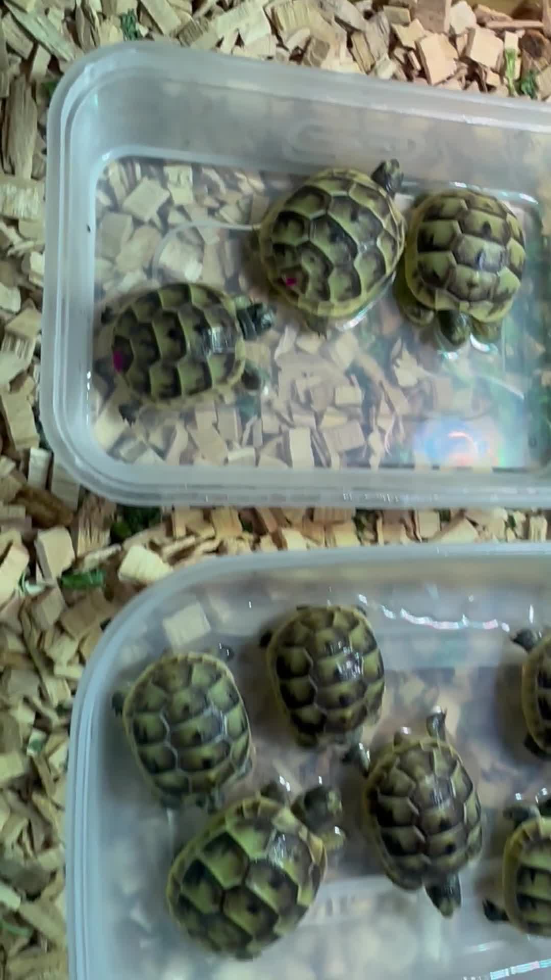 Tortoise reptiles for sale: Baby Spur thigh tortoises  - Video 1