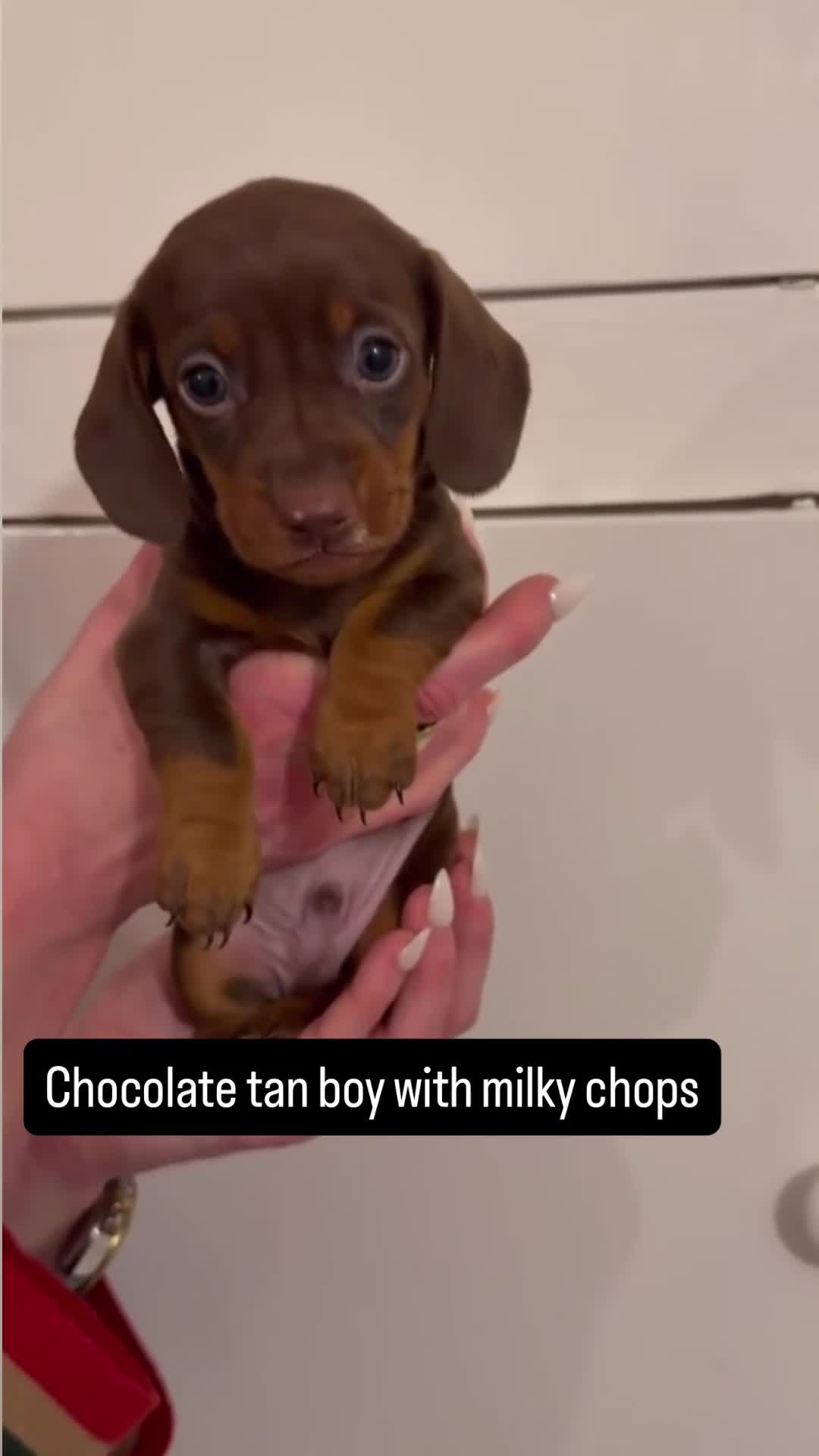 Miniature Dachshund dogs for sale: Miniature Dachshund Puppies for Sale in Somerton - Video 3
