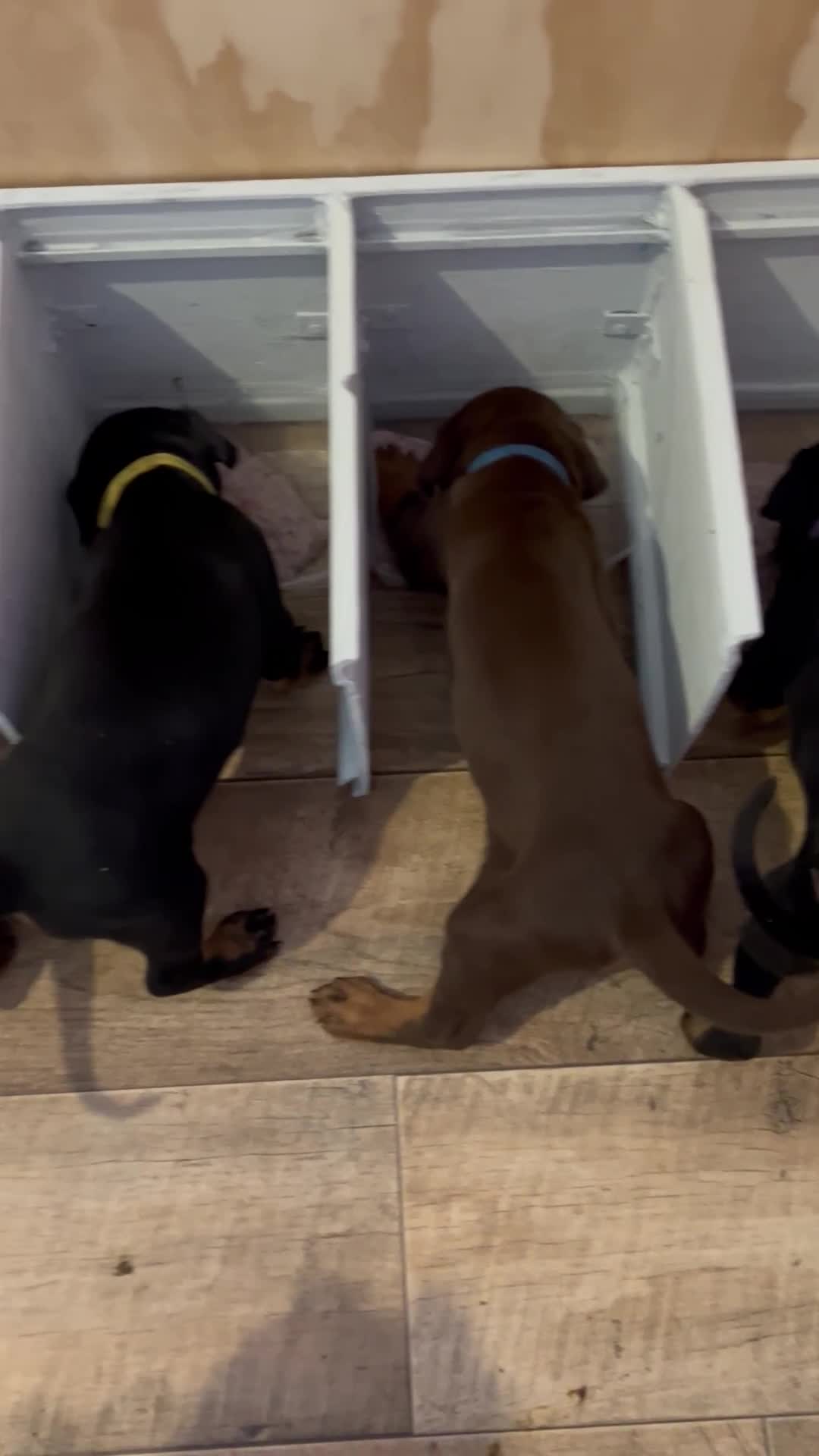 Dobermann dogs for sale: Dobermann puppies Champion bloodline, kc reg - Video 4
