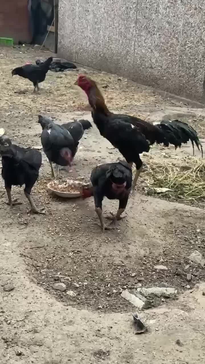 Mixed Breed birds for sale: Jape shamo x o shamo - Video 1