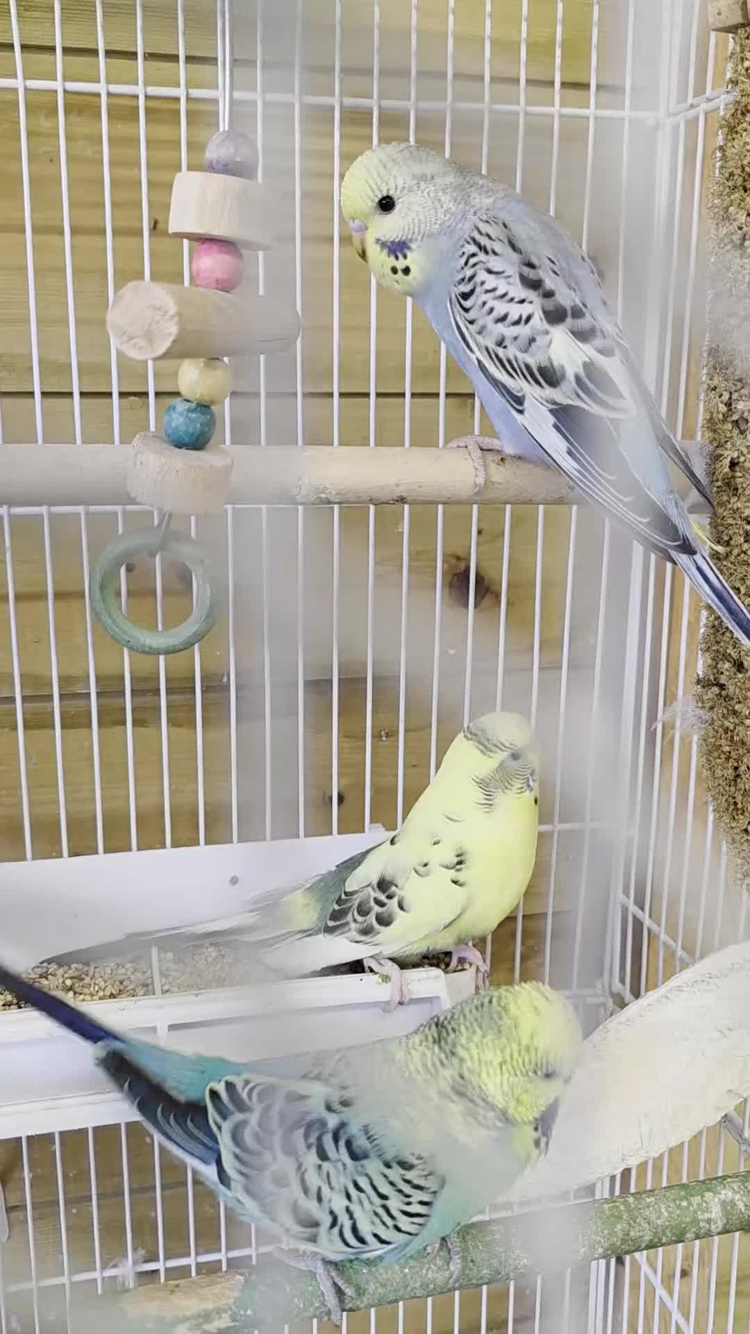 Budgerigars birds for sale: Beautiful Baby Budgies - Video 2