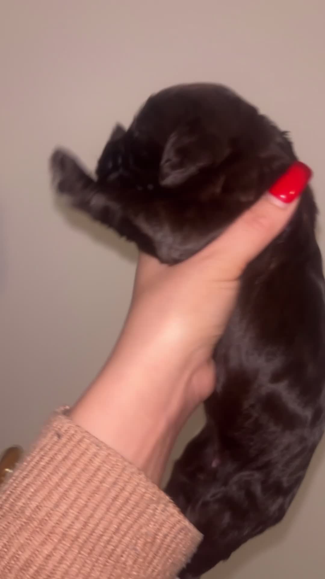 Cockapoo dogs for sale: Cockapoos puppies for sale *ready 19th feb* - Video 3