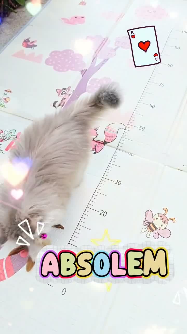 British Longhair cats for sale: 🧚‍♀️✨️ 3 Stunning  Sweet Babies 🐈🍬🐾 - Video 1