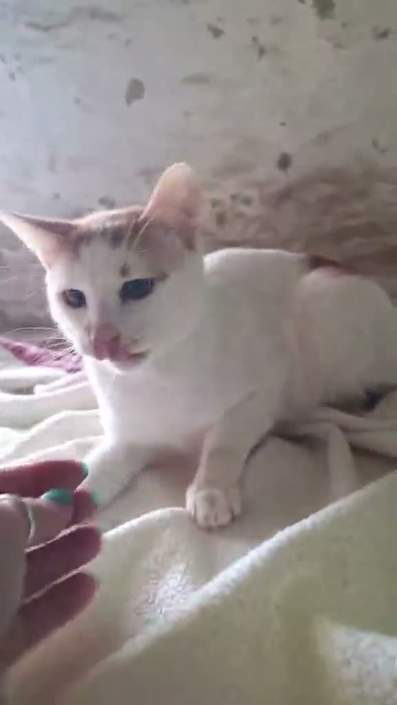 Mixed Breed cats for adoption: Nacho for adoption - Video 1