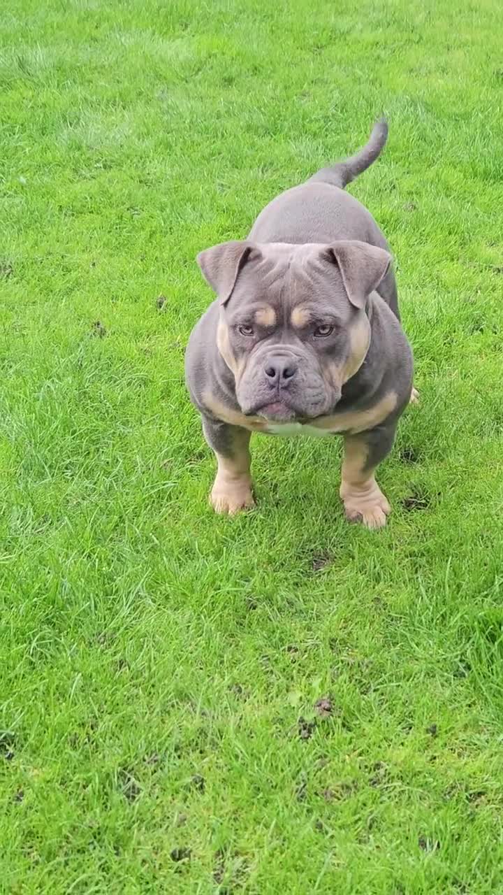 American Bully dogs for sale: Exotic Bully - Video 2
