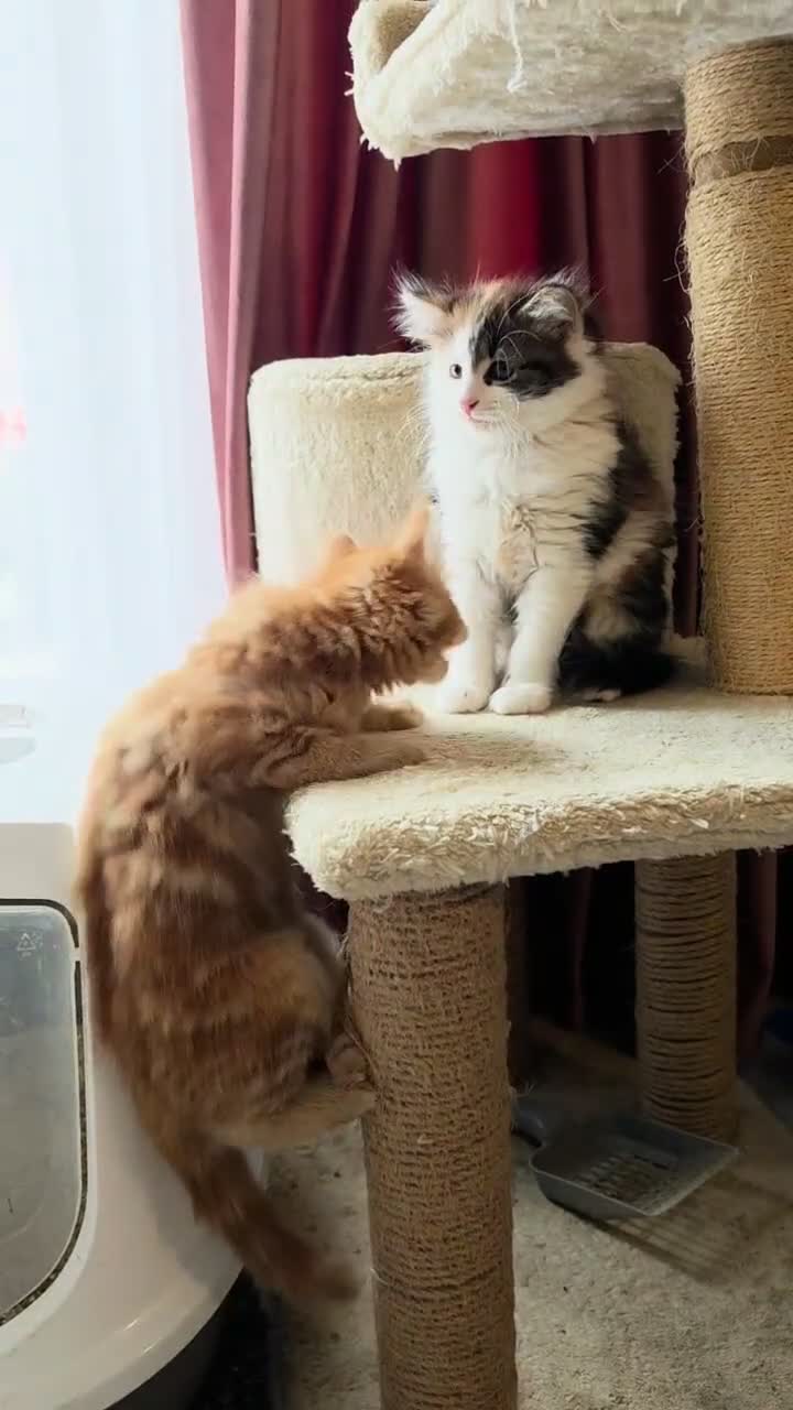 Mixed Breed cats for sale: 3 Beautiful Fluffy Kittens Looking for Homes - Video 3