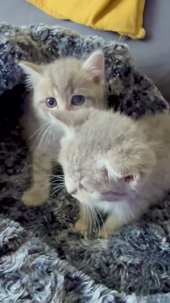 Scottish Fold cats for sale: Scotish fold cross Scottish straight adorable🥰 😻 - Video 3