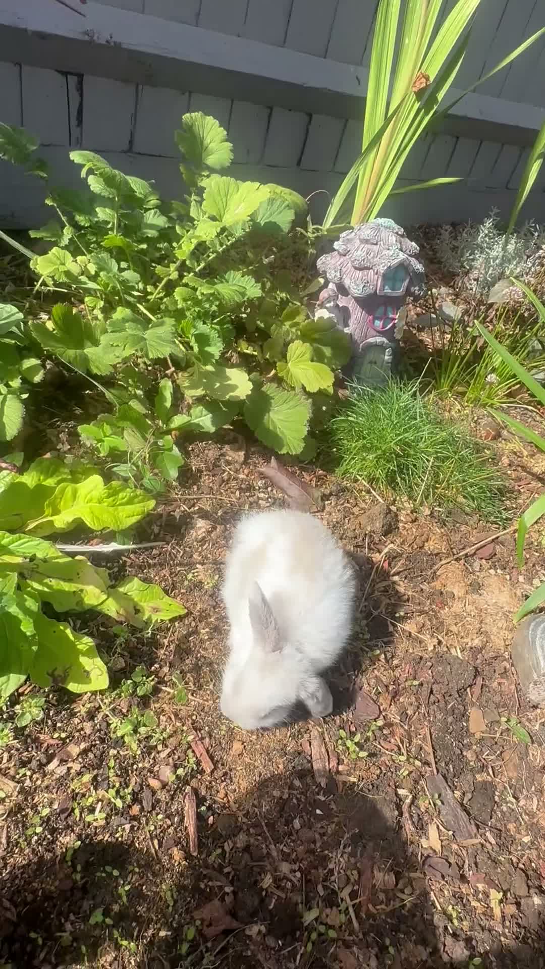 Mini Lop rabbits for sale: Stunning pure breed Mini Lops - Video 1