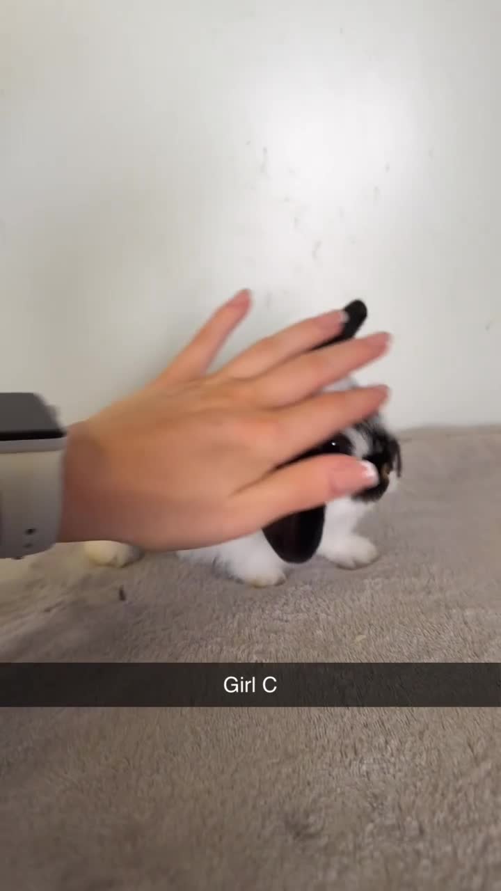 Mini Lop rabbits for sale: Pure mini lop rabbits  - Video 3