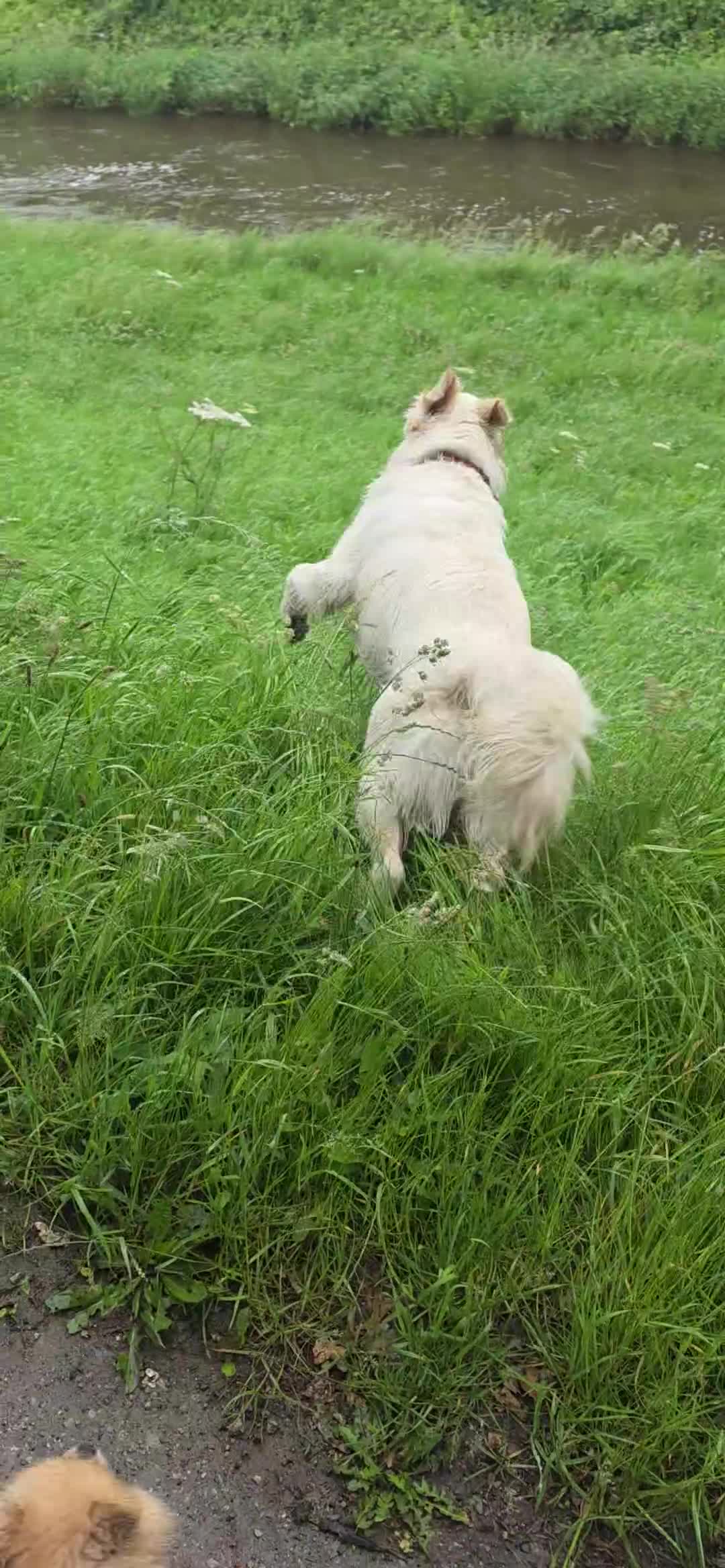 Golden Retriever dogs for stud: XL Old English Cream Golden Retriever STUD - Video 1