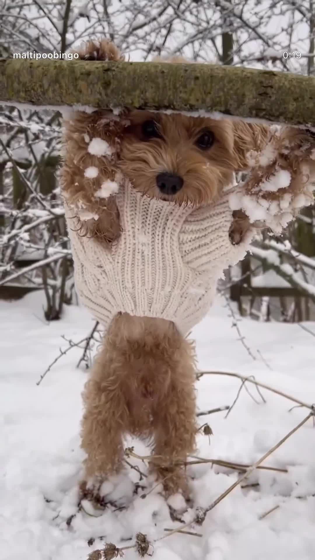 Maltipoo dogs for stud: 🐶✨  Gorgeous Maltipoo Boy “Milo” ✨🐾 - Video 3