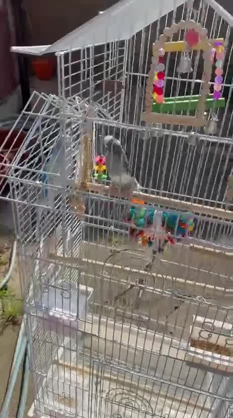 Budgerigars birds for sale: 2 male very healthy active  - Video 2