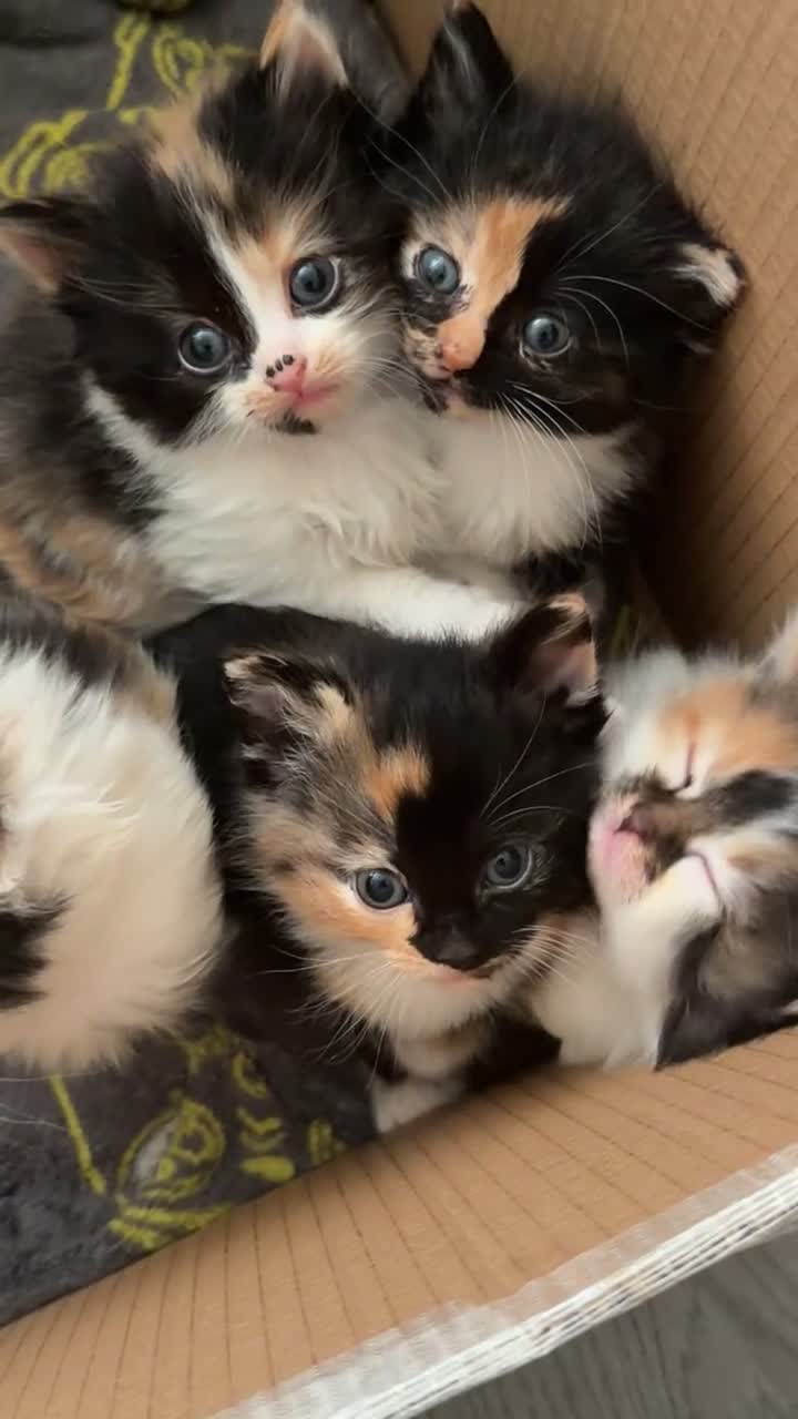 British Longhair cats for sale: 🐾 Tiny Calico Cuties Ready to Steal Your Heart!🐾 - Video 1