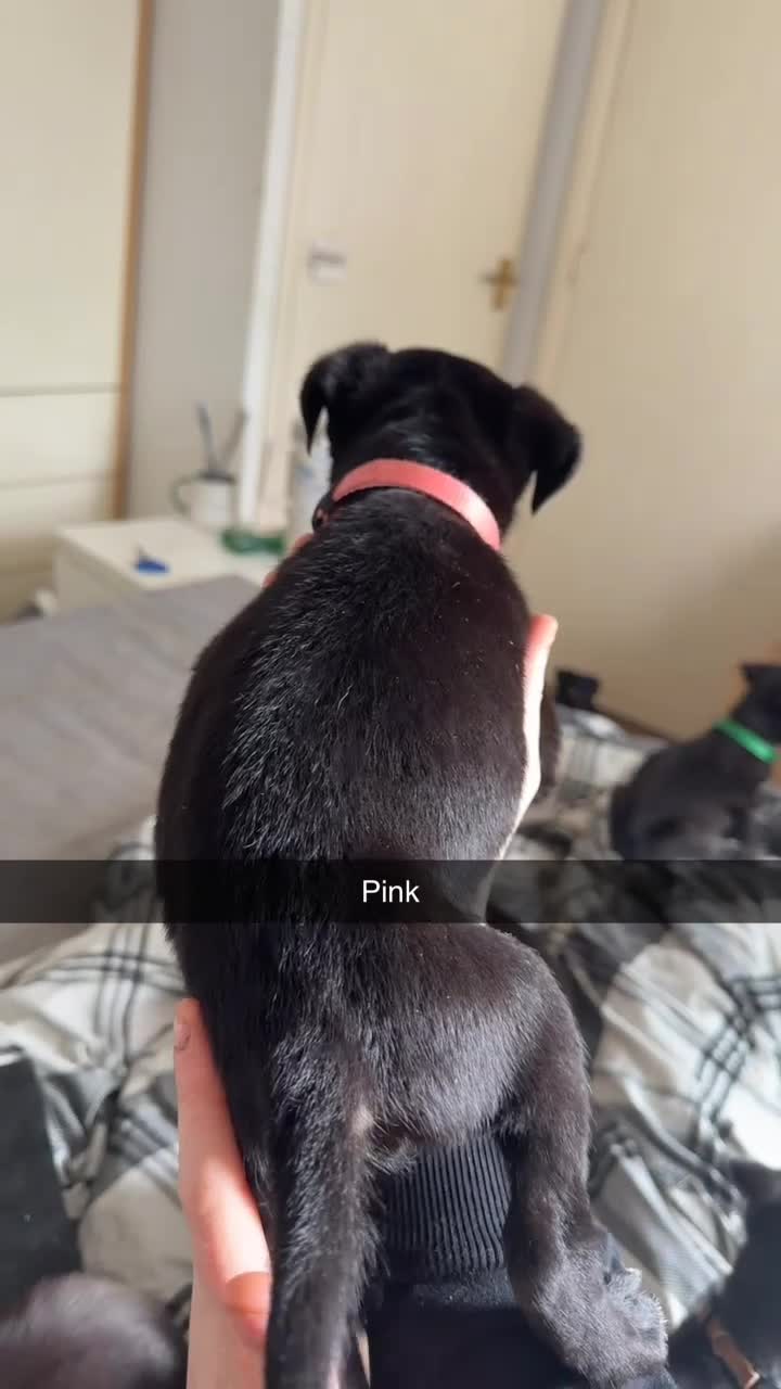 Mixed Breed dogs for sale: Labrador Akita 4 males 4 females  in Worcester - Video 1