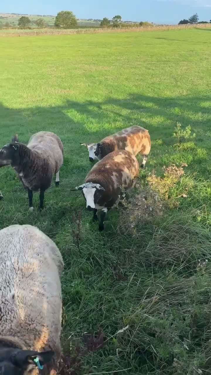 Sheep livestock for sale: Dutch Spotted × Zwartble ewe lambs - Video 1