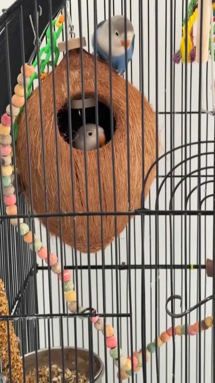 Lovebirds birds for sale: Two bonded Beautiful LoveBirds need forever home - Video 1