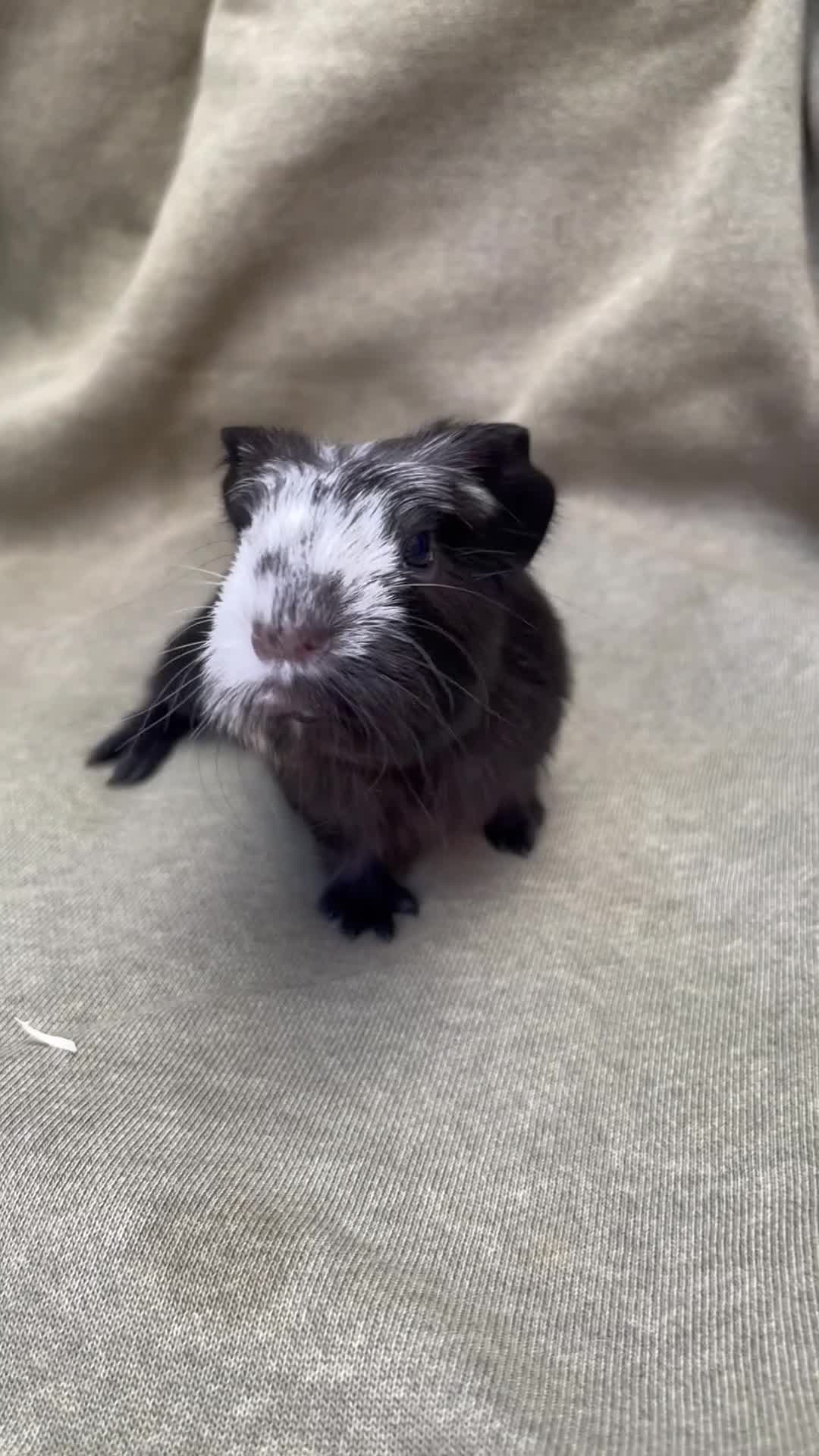 Guinea Pig rodents for sale: Beautiful Baby guinea pigs  - Video 2