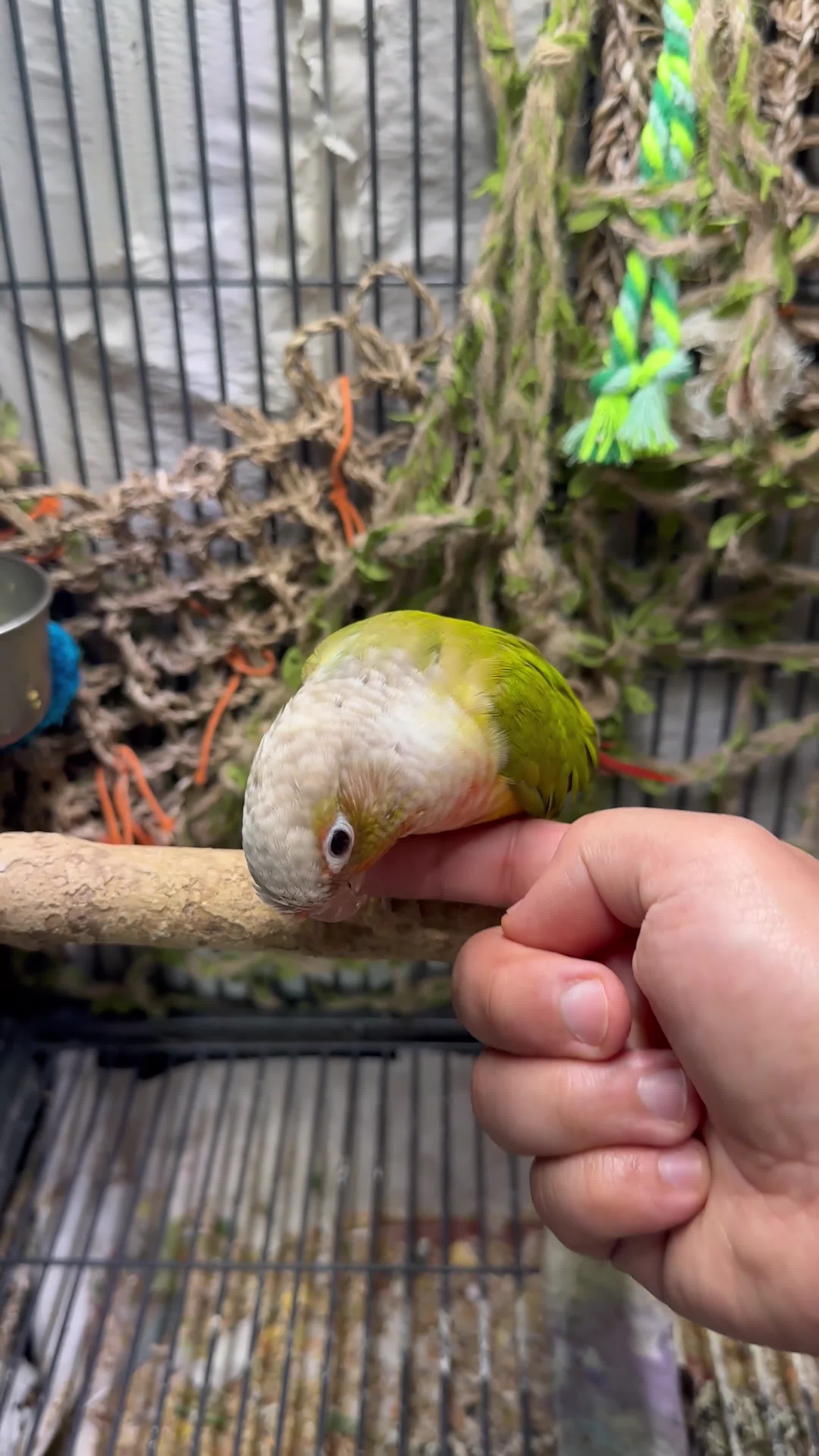 Conures birds for sale: Super Tame Hand-Reared Conure for Sale - Video 1