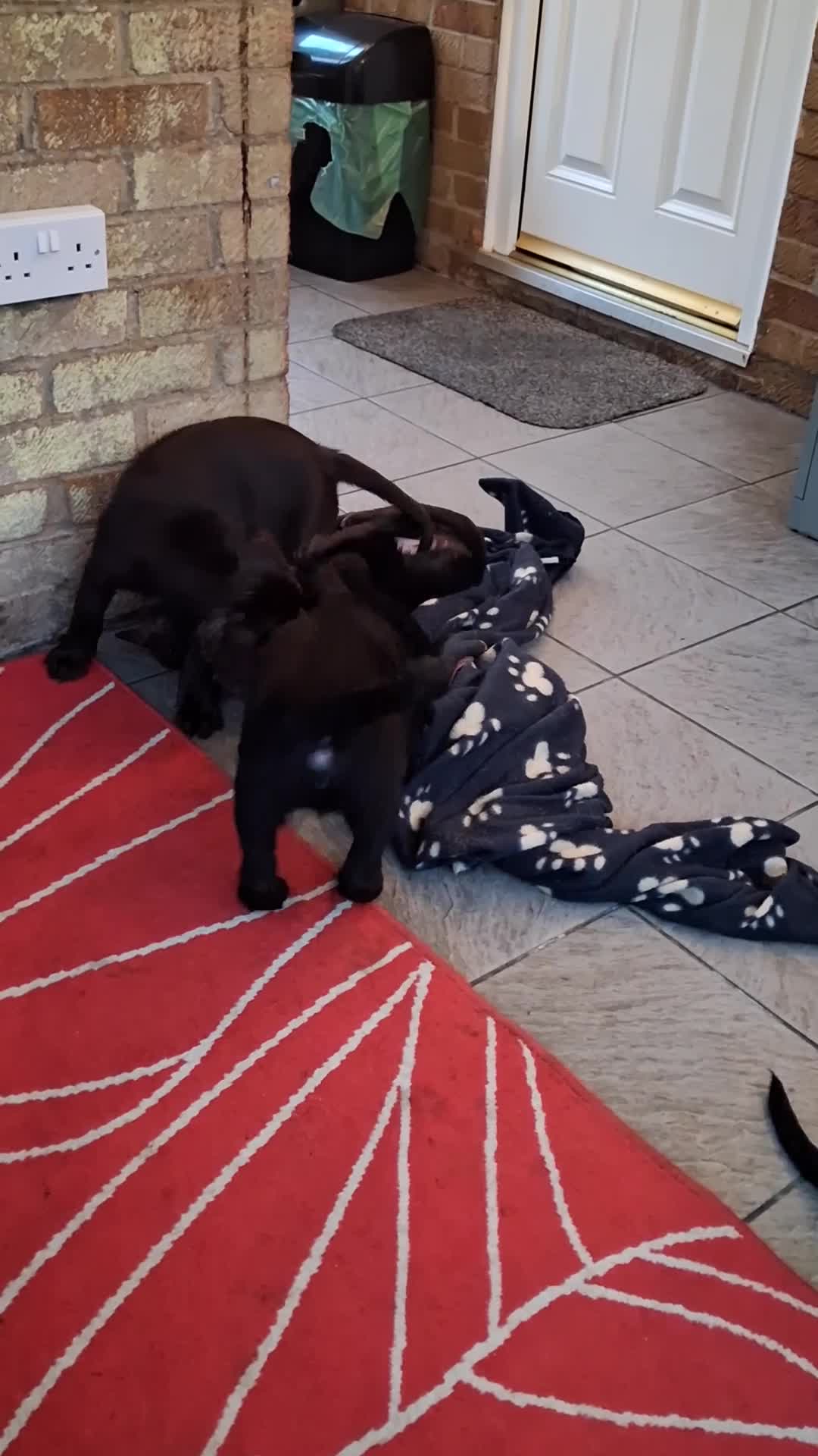 Labrador Retriever dogs for sale: Stunning big pedigree labrador puppies - Video 3