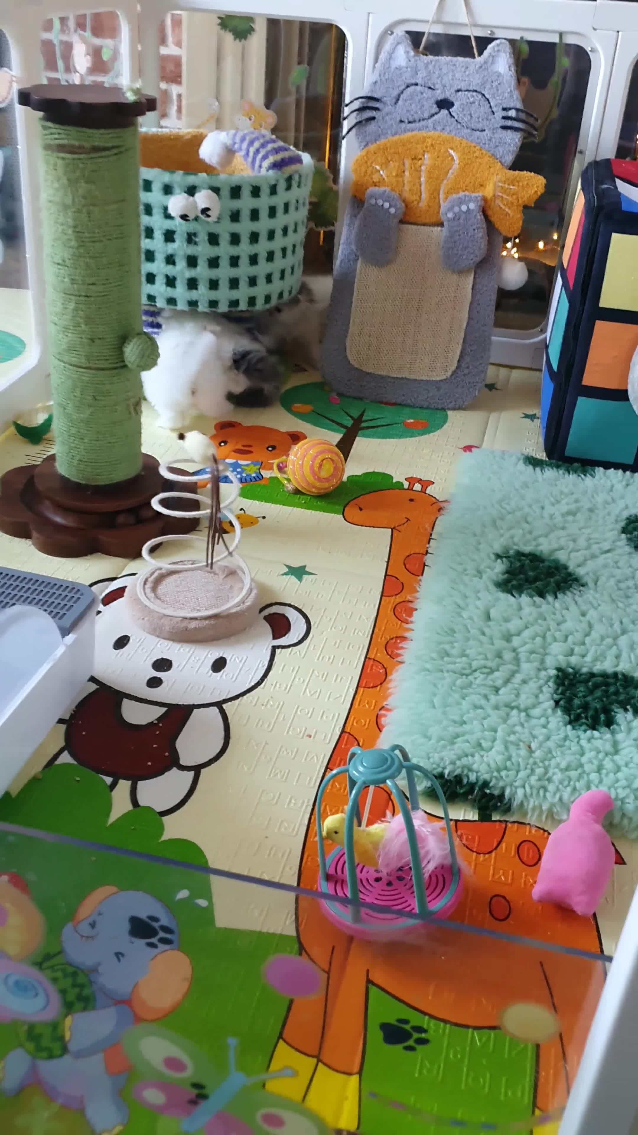 Persian cats for sale: GCCF pure breed Persian Kittens 😸  - Video 3