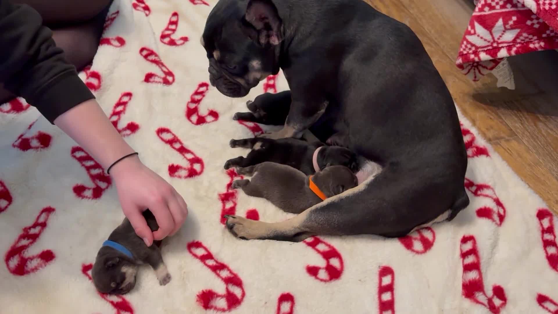 French Bulldog dogs for sale: Gorgeous French Bulldog Pups in Currie - Video 2