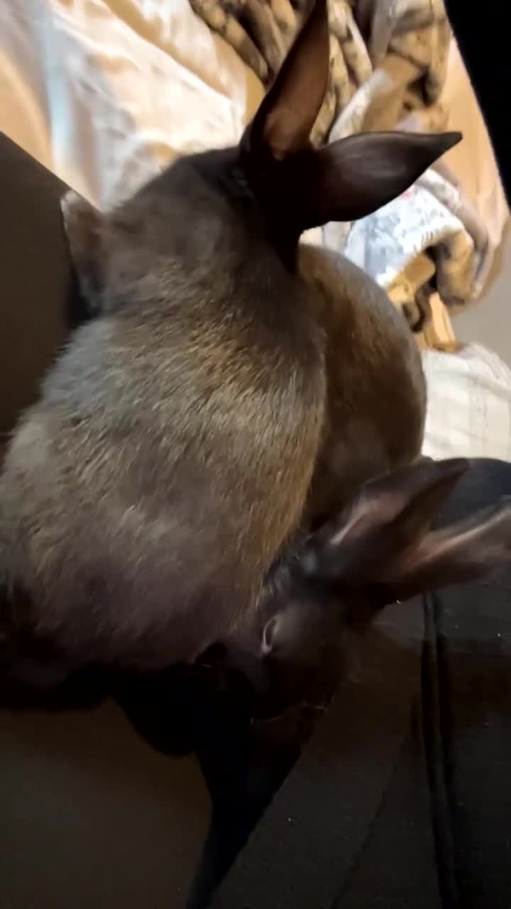 Mixed Breed rabbits for sale: Black Female Rabbit - Video 2