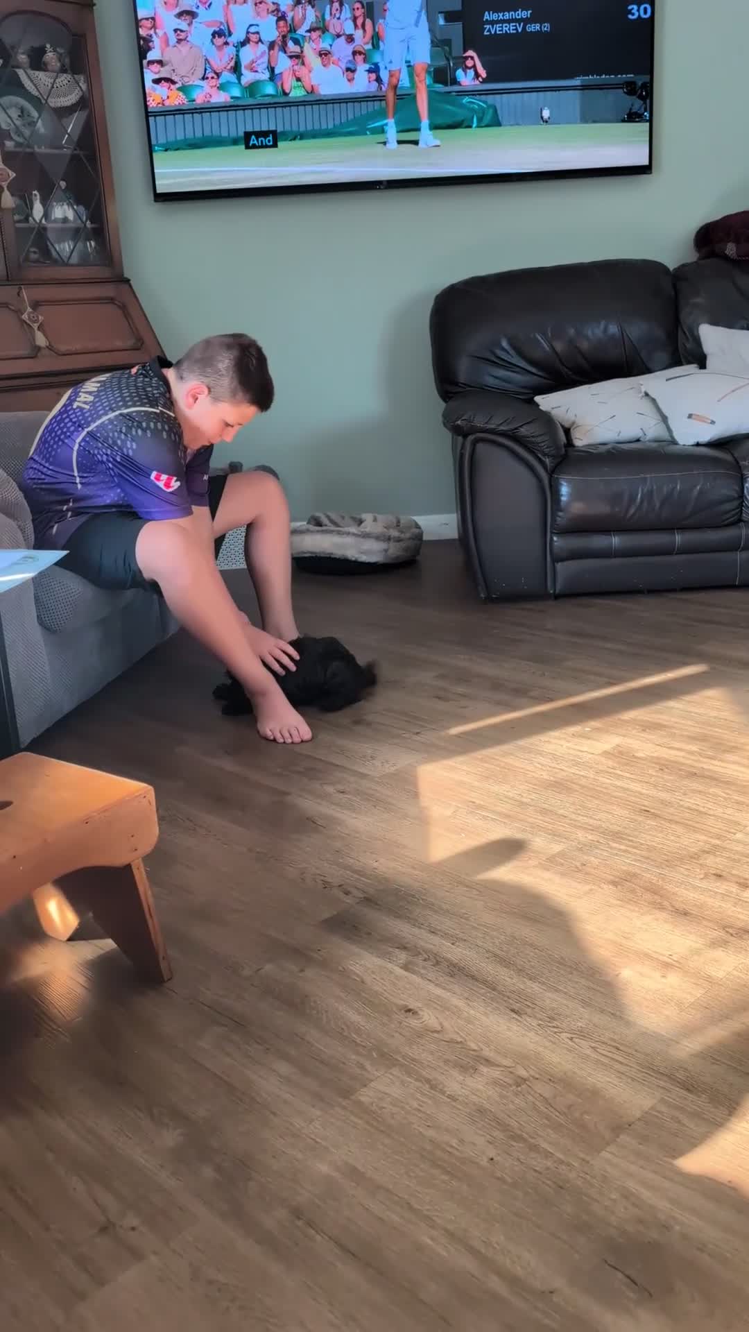 Cockapoo dogs for sale: 10 weeks old black boy ready now: Licensed breeder - Video 1