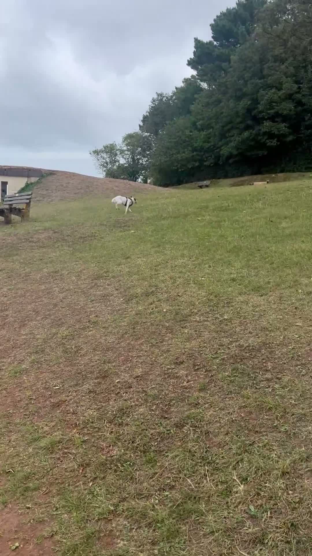 Jack Russell dogs for sale: Olive - Jack Russell in Brixham - Video 1