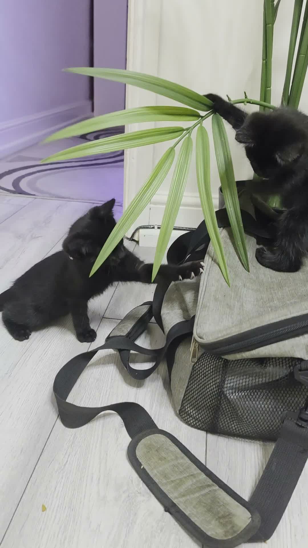 Mixed Breed cats for sale: Kittens - Video 1