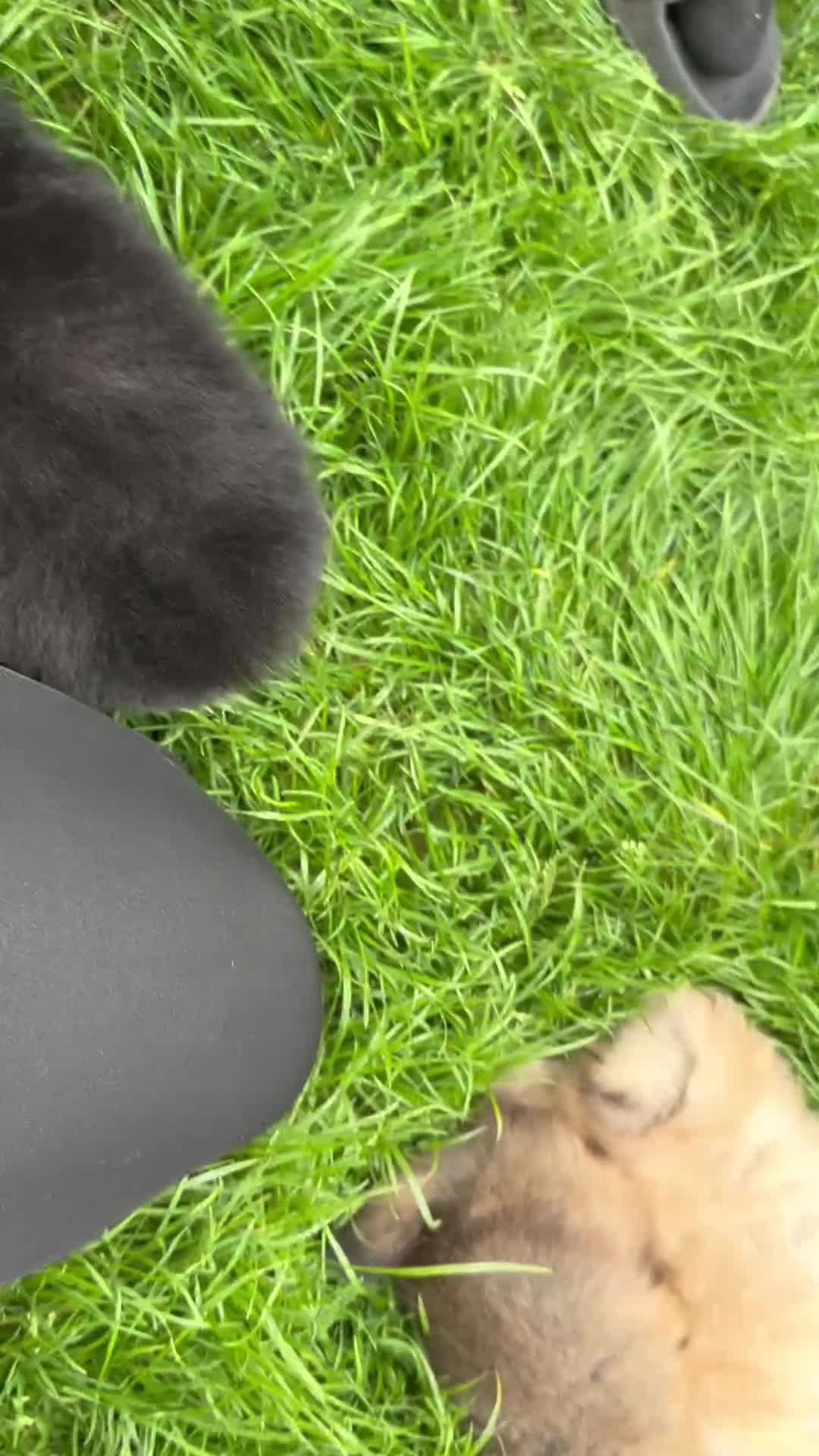 Pomeranian dogs for sale: Beautiful & Chunky Pomeranian puppy's for sale - Video 2