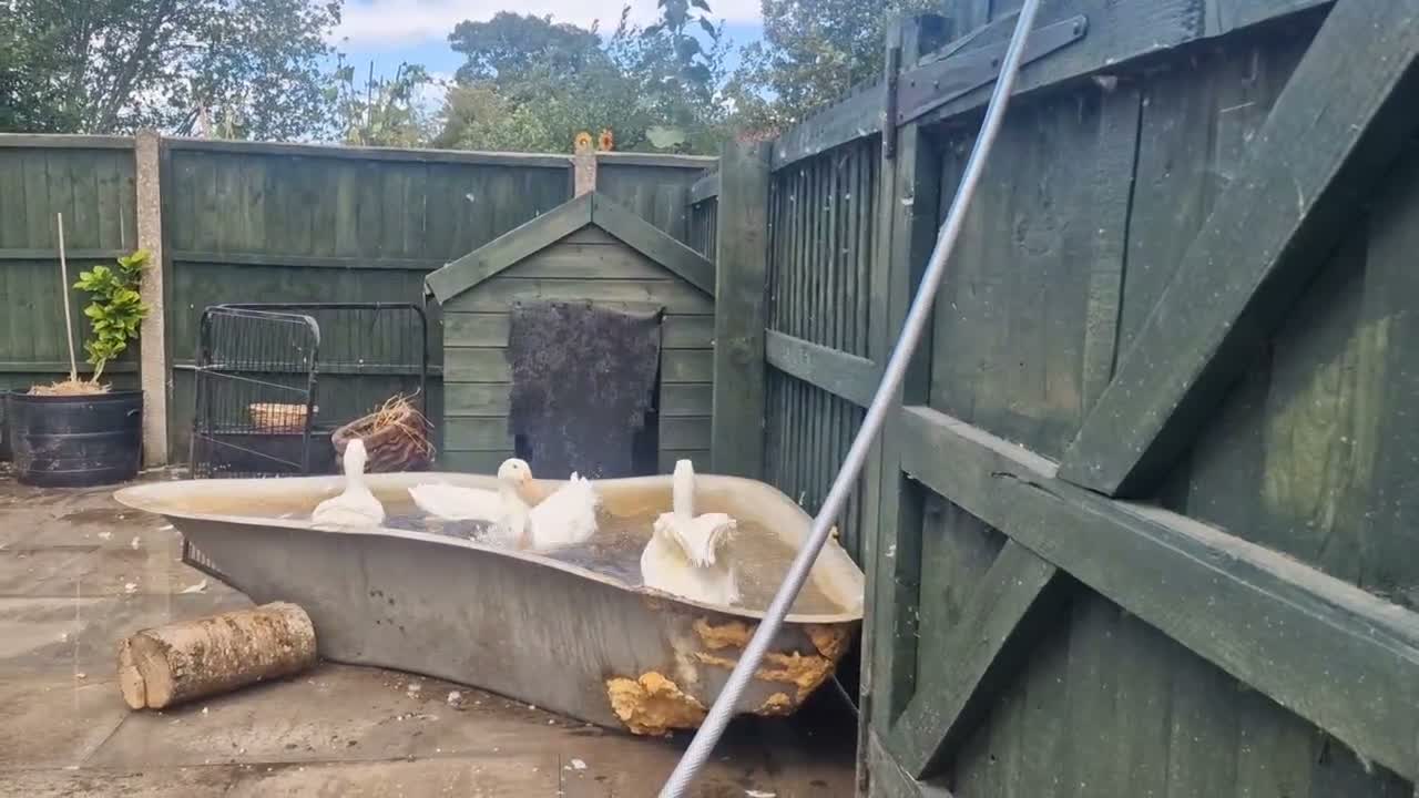 Ducks poultry for sale: Unsexed ducks - Video 1