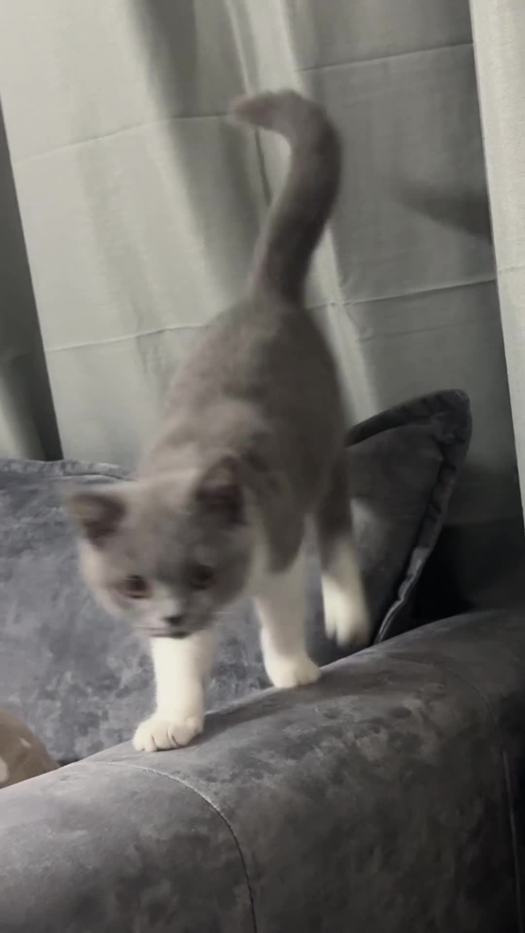 British Shorthair cats for sale: British Shorthair - Video 1