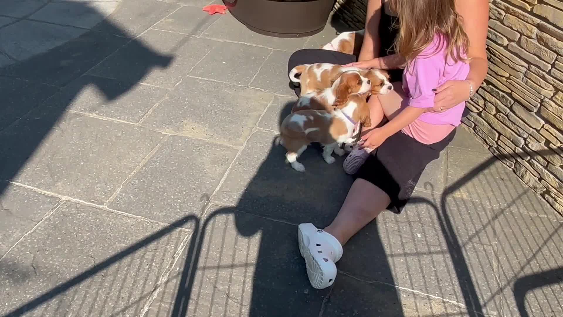 Cavalier King Charles Spaniel dogs for sale: Cavalier King Charles Spaniel Puppies  - Video 2