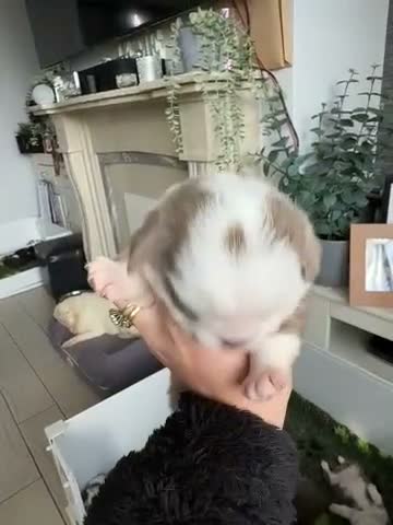 Pug dogs for sale: Kc lilac and chocolate pugs 5 star licensed  - Video 3