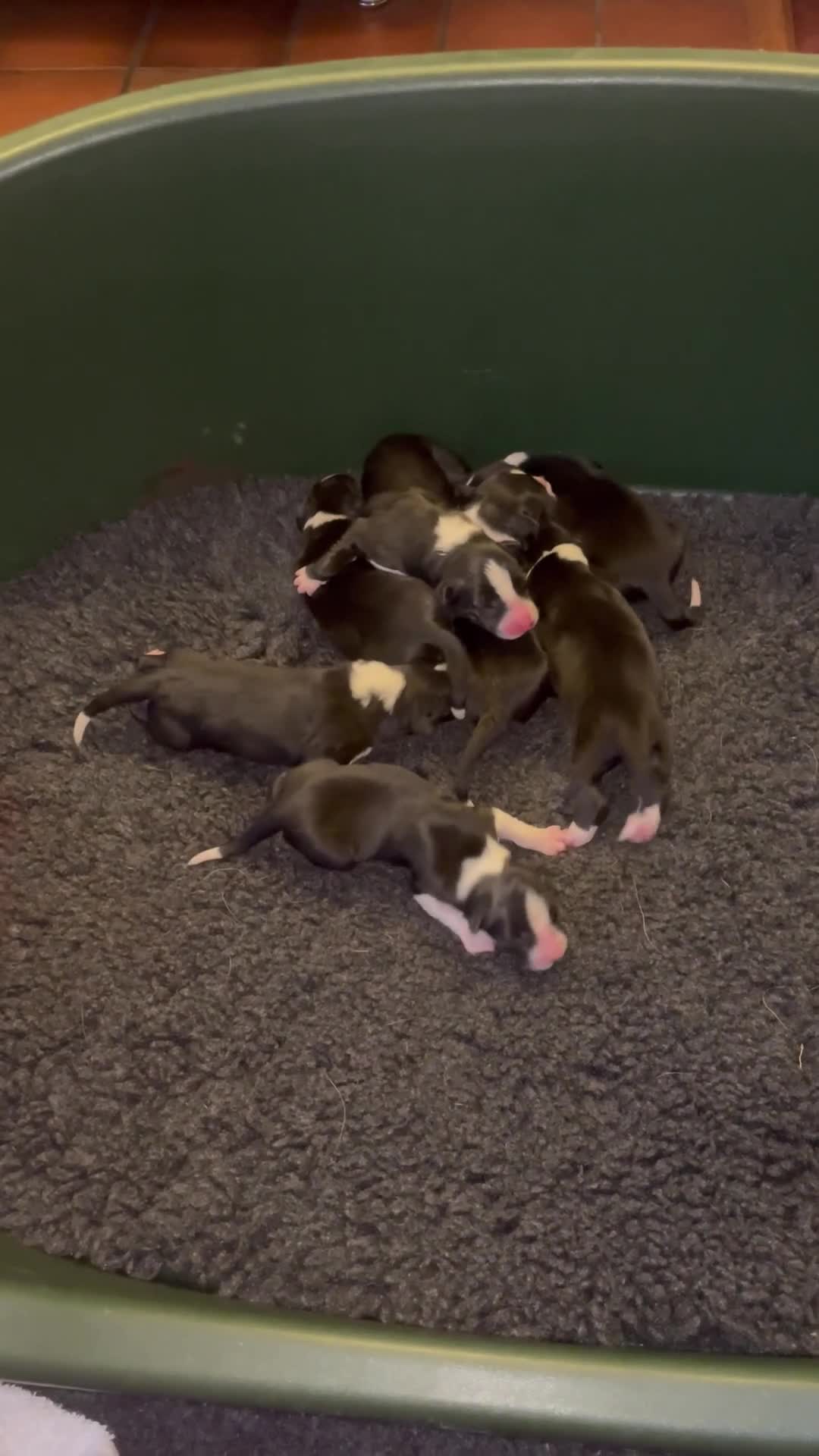Border Collie dogs for sale: Border Collie puppies, ISDS - Video 1