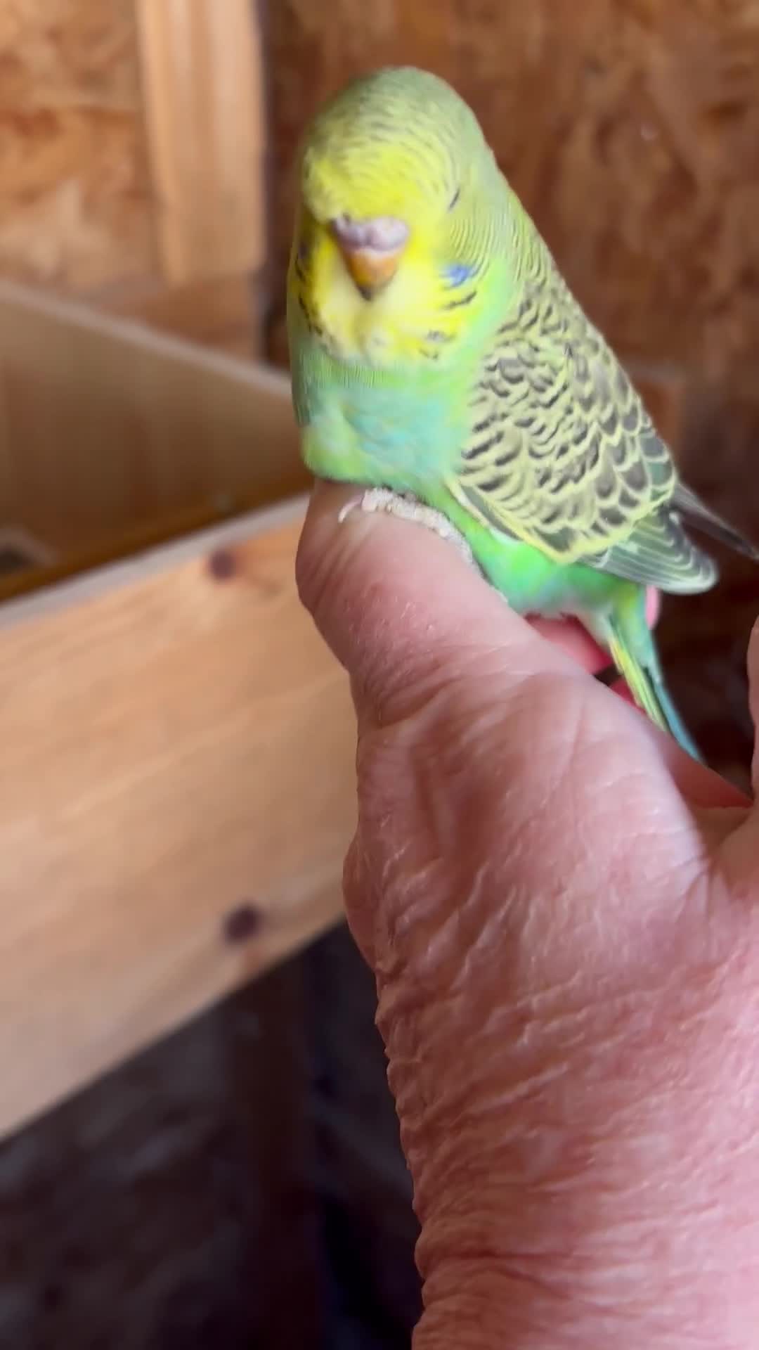 Budgerigars birds for sale: Young Budgies  - Video 1