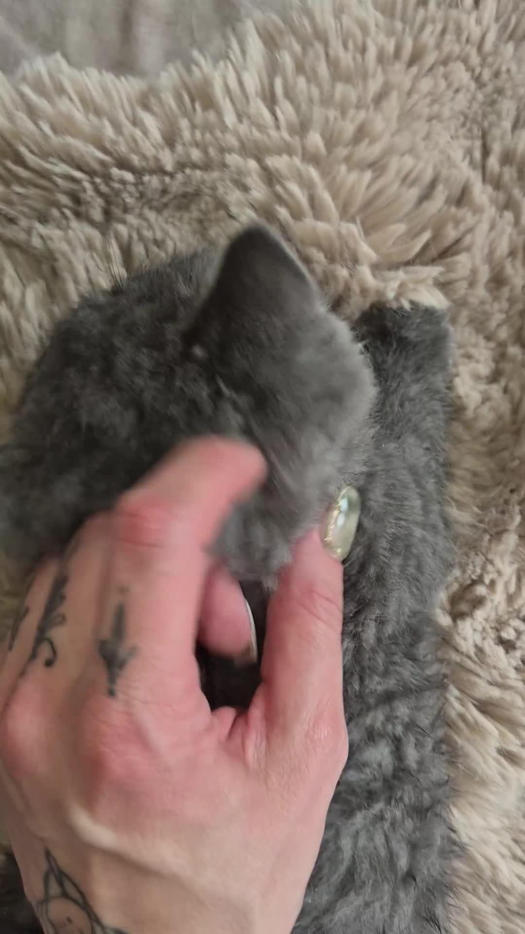 British Shorthair cats for sale: Stunning fluffy babies ready now - Video 3