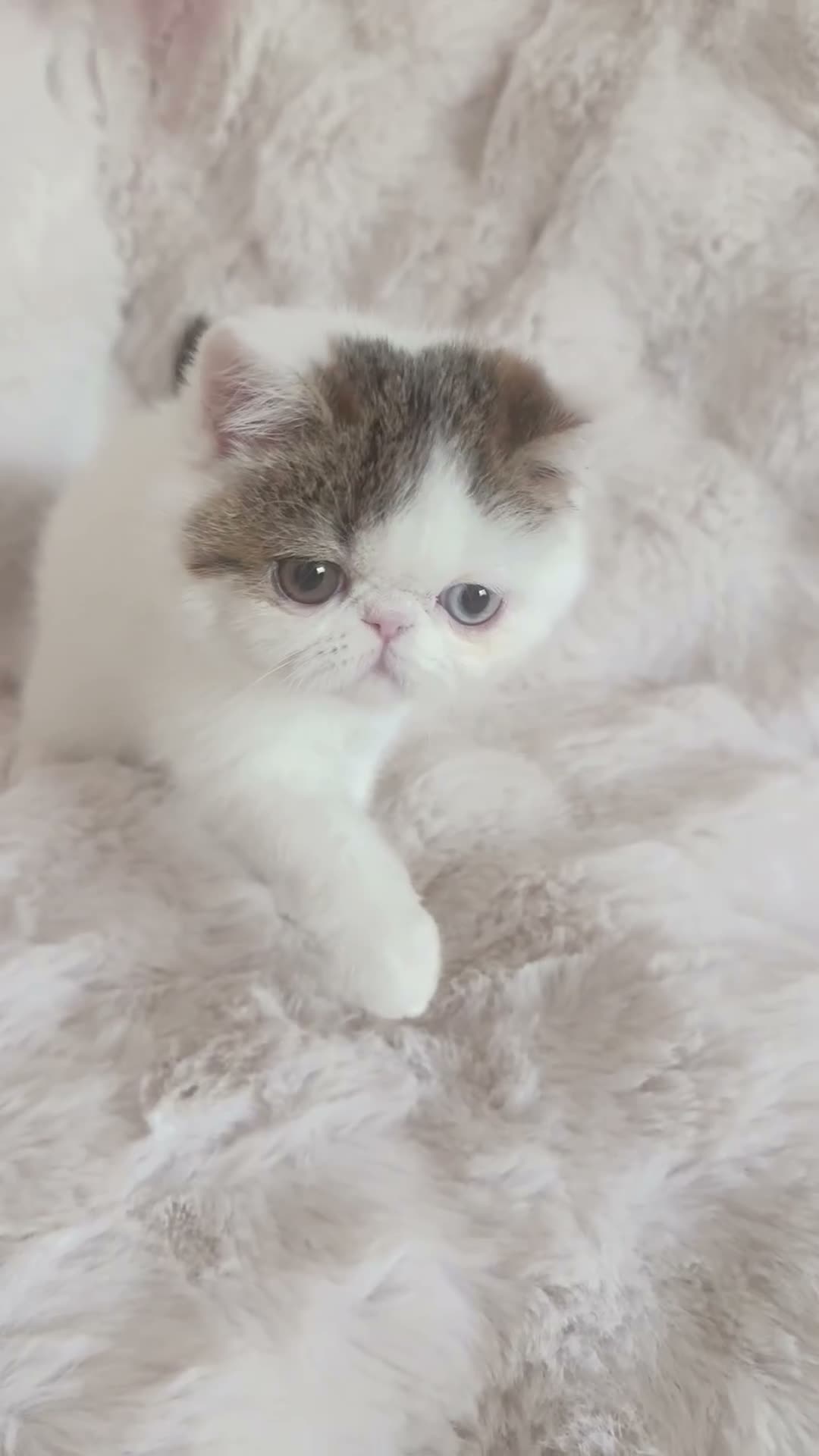 Exotic cats for sale: Extremely rare exotic shorthair kittens  - Video 2