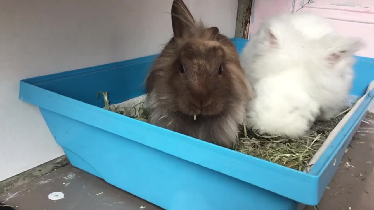 Lionhead rabbits for sale: 2 lovely Rabbits Lion head and Angora Mixed - Video 1